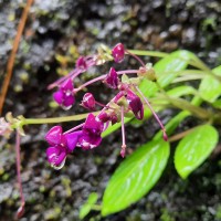 Impatiens janthina Thwaites